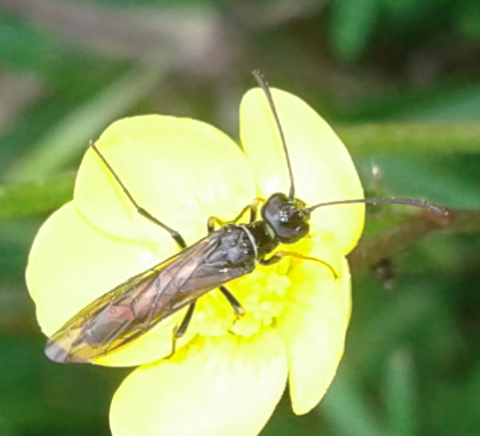 Cephidae: Cephus sp.